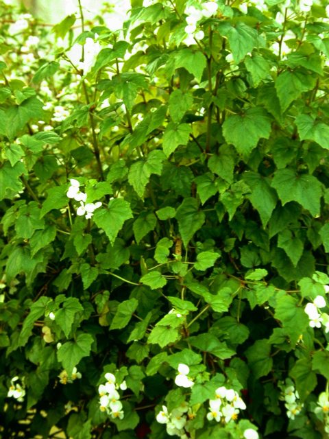 B. dregei var. dregei